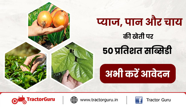 प्याज, पान और चाय की खेती पर 50 प्रतिशत सब्सिडी, अभी करें आवेदन