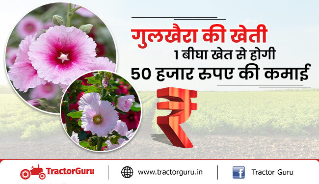 गुलखैरा की खेती : 1 बीघा खेत से होगी 50 हजार रुपए की कमाई, ऐसे करें गुलखैरा की खेती