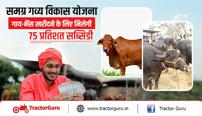 समग्र गव्य विकास योजना : गाय-भैंस खरीदने के लिए मिलेगी 75 प्रतिशत सब्सिडी