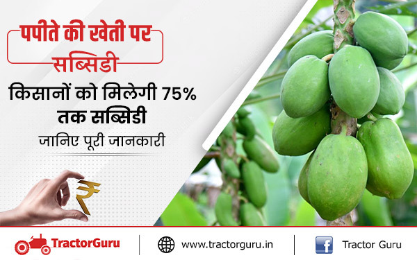 पपीते की खेती पर सब्सिडी: किसानों को पपीते की खेती पर दी जा रही 75% की सब्सिडी, जल्दी यहां करें आवेदन