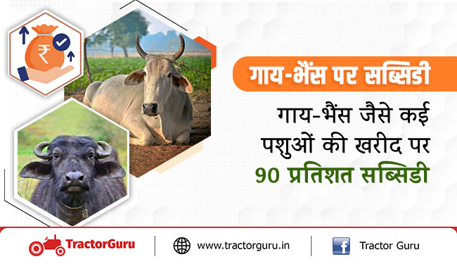 गाय-भैंस पर सब्सिडी - गाय-भैंस जैसे कई पशुओं की खरीद पर 90 प्रतिशत सब्सिडी