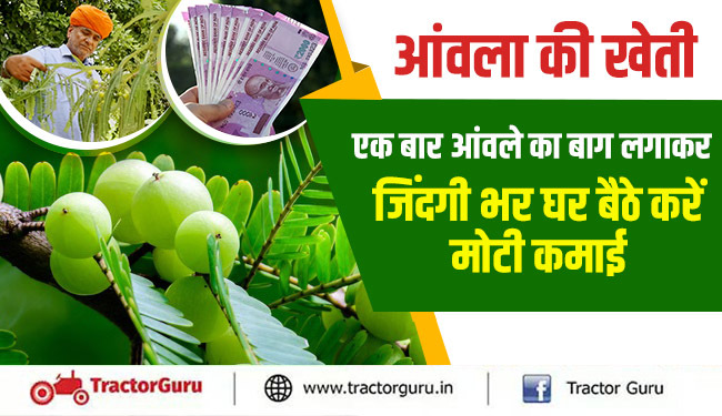 आंवला की खेती : एक बार आंवले का बाग लगाकर जिंदगी भर घर बैठे करें मोटी कमाई