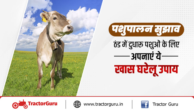 पशुपालन सुझाव : ठंड में दुधारू पशुओं के लिए अपनाएं ये खास घरेलू उपाय