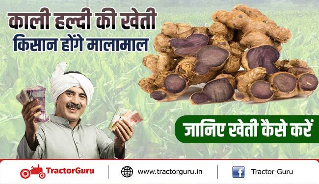 काली हल्दी की खेती: जानें, काली हल्दी उगाने का सही तरीका