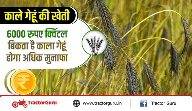 काले गेहूं की खेती - 6000 रुपए क्विंटल बिकता है काला गेहूं, होगा अधिक मुनाफा