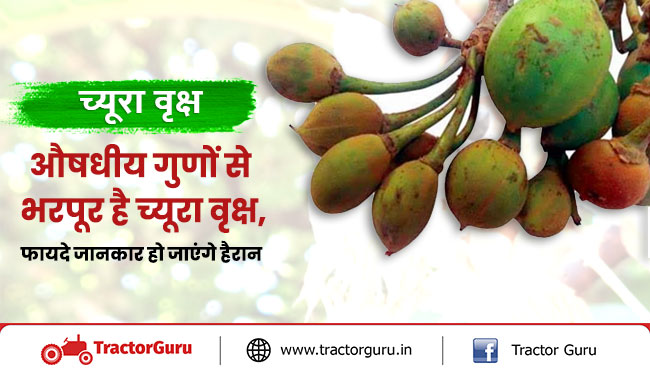 च्यूरा वृक्ष : एक ही पेड़ में मौजूद है कई गुण, हर हिस्से से मिलती है खाद्यान चीजें