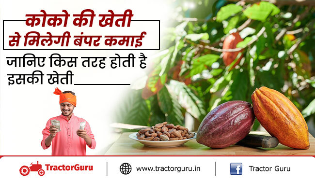 कोको की खेती से होगा किसानों को दोगुना मुनाफा, जानें उन्नत खेती का सही तरीका