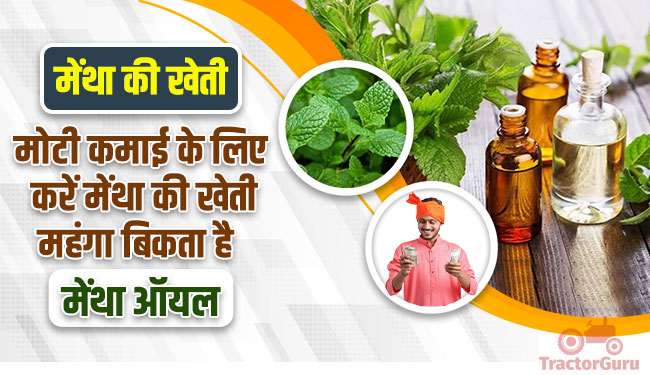 मेंथा की खेती : मोटी कमाई के लिए करें मेंथा की खेती, महंगा बिकता है मेंथा ऑयल