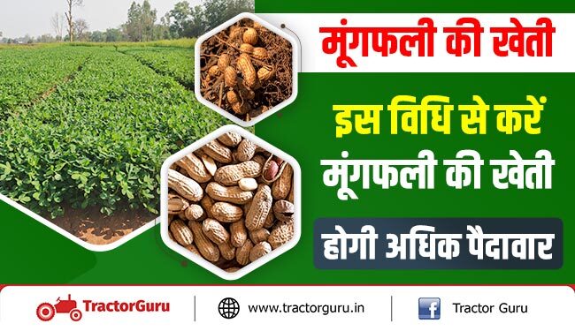 मूंगफली की खेती : इस विधि से करें मूंगफली की खेती, होगी अधिक पैदावार