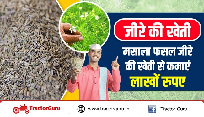 जीरे की खेती : मसाला फसल जीरे की खेती से कमाएं लाखों रुपए