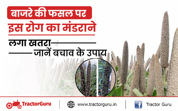 बाजरे की फसल पर इस रोग का मंडराने लगा खतरा, बचाव के उपाय