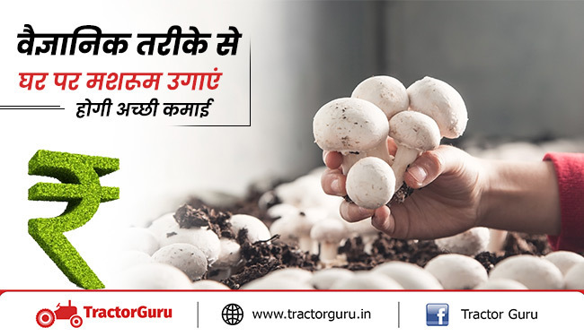 मशरूम स्पॉन : वैज्ञानिक तरीके से घर पर करें मशरूम की खेती होगी, अच्छी कमाई