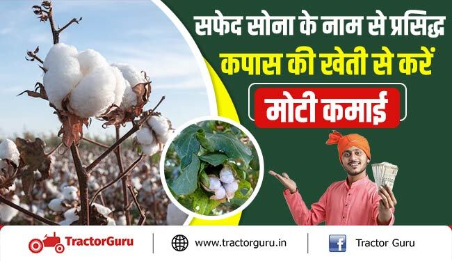 सफेद सोना के नाम से प्रसिद्ध कपास की खेती से करें मोटी कमाई