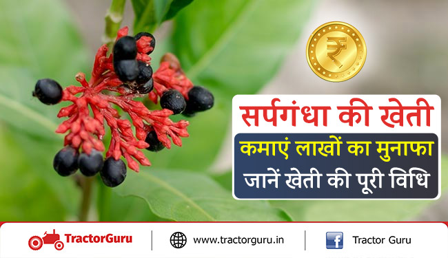 सर्पगंधा की खेती से कमाएं लाखों का मुनाफा, जानें खेती की पूरी विधि