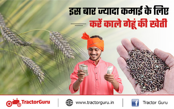 Black Wheat : रबी सीजन में काले गेहूं की खेती से चार गुना अधिक कमाई