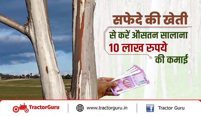 सफेदे की खेती से करें औसतन सालाना 10 लाख रुपये  की कमाई