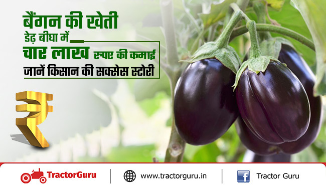 सक्सेस स्टोरी : किसान ने डेढ़ बीघा जमीन में बैंगन की खेती से कमाए 4 लाख रुपए
