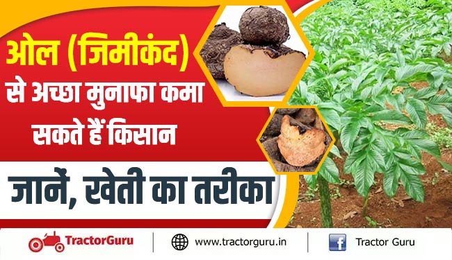 ओल (जिमीकंद) से अच्छा मुनाफा कमा सकते हैं किसान, जानें, खेती का तरीका