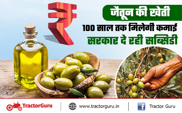 जैतून की खेती करने वाले किसानों को मिलेगी 50 हजार रुपए की सब्सिडी, ऐसे करें आवेदन
