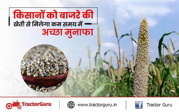 किसानों को बाजरे की खेती से मिलेगा कम समय में अच्छा मुनाफा