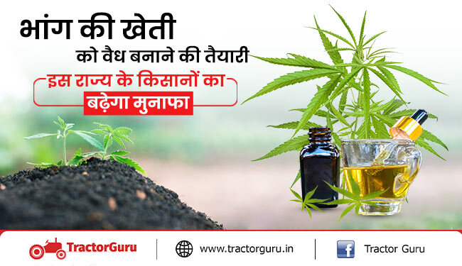 भांग की खेती: किसानो को मिलेगा भांग की खेती करने पर अधिक मुनाफा और लाभ