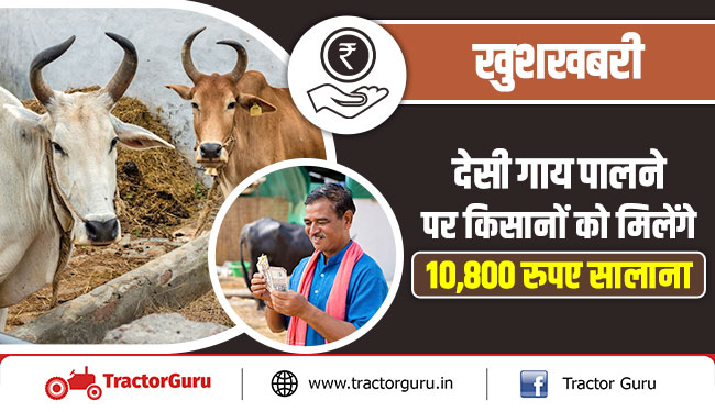 खुशखबरी : देसी गाय पालने पर किसानों को मिलेंगे 10,800 रुपए सालाना
