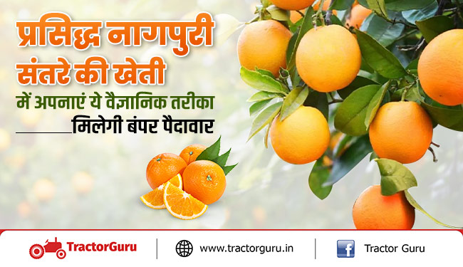 प्रसिद्ध नागपुरी संतरे की खेती में अपनाएं ये वैज्ञानिक तरीका, मिलेगी बंपर पैदावार