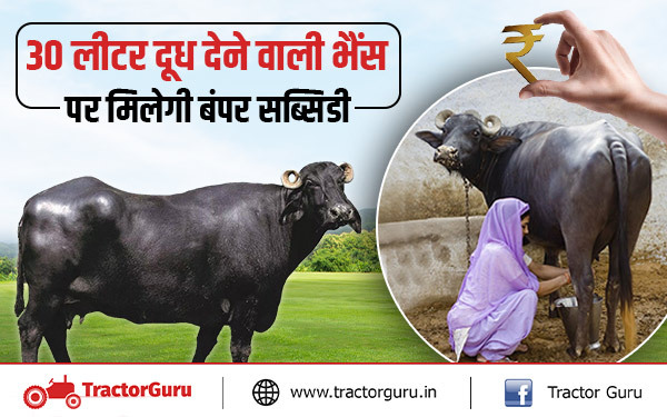 भैंस की इस नस्ल पर सरकार देती है बंपर सब्सिडी,  दूध उत्पादकता 30 लीटर प्रतिदिन