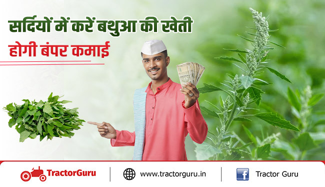 सर्दियों में करें बथुआ की खेती कैसे करें - जानें कैसे होगी खेती से किसानो को मुनाफा