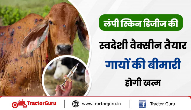 लंपी स्किन डिजीज की स्वदेशी वैक्सीन तैयार, गायों की बीमारी होगी खत्म