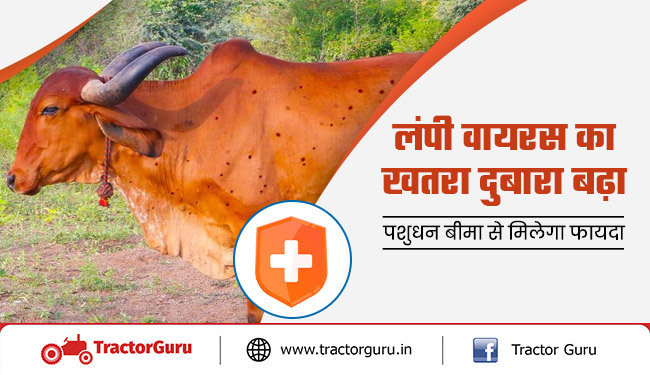 पशुधन बीमा : लंपी स्किन डिजीज वायरस का खतरा दुबारा बढ़ा, पशुपालक हो जाएं सावधान