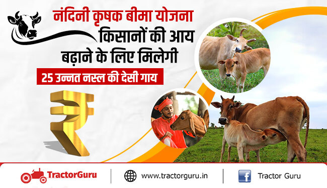 नंदिनी कृषक बीमा योजना : किसानों को मिलेगी 25 उन्नत नस्ल की देसी गाय