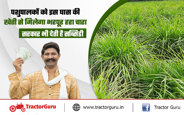 Elephant Grass : नेपियर घास से दुग्ध उत्पादन में होगी वृद्धि, खेती करने पर सब्सिडी
