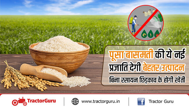 पूसा बासमती की ये नई प्रजाति देगी बेहतर उत्पादन, बिना रसायन छिड़काव के होगी खेती