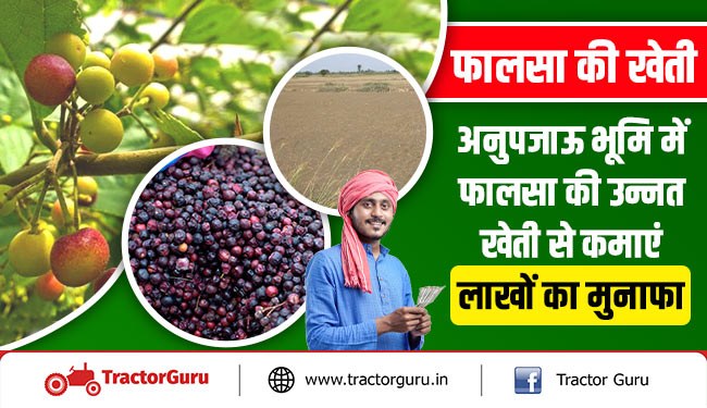 फालसा की खेती : अनुपजाऊ भूमि में फालसा की उन्नत खेती से कमाएं लाखों का मुनाफा