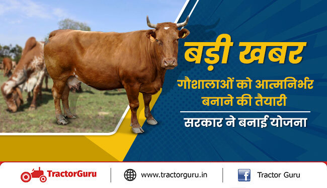 बड़ी खबर : गौशालाओं को आत्मनिर्भर बनाने की तैयारी, सरकार ने बनाई योजना