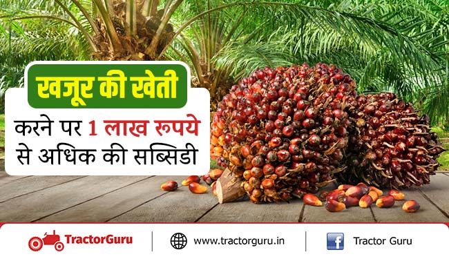 खजूर की खेती करने पर 1 लाख रुपये से अधिक की सब्सिडी, जानें रजिस्ट्रेशन प्रोसेस