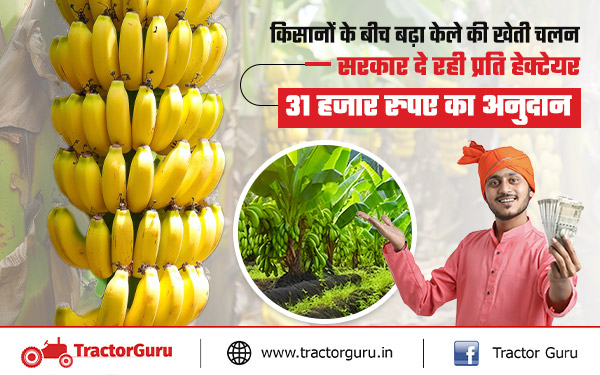 Banana Farming : किसानों को केले की खेती पर 31 हजार रुपए की सब्सिडी