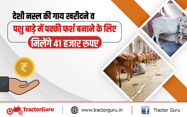 Cow Farming : देसी गाय खरीदने एवं बाड़े को पक्का करने पर 41,000 रुपए की सब्सिडी