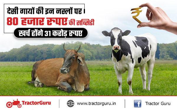 देसी गायों की इन नस्लों पर 80 हजार रुपए की सब्सिडी, खर्च होंगे 31 करोड़ रुपए