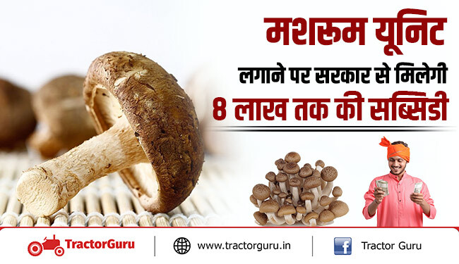 मशरूम यूनिट लगाने पर सरकार से मिलेगी 8 लाख तक की सब्सिडी जानें, पूरी जानकारी