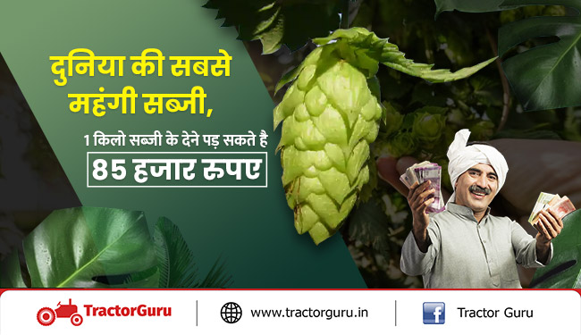 दुनिया की सबसे महंगी सब्जी, 1 किलो सब्जी के देने पड़ सकते है 85 हजार रुपए