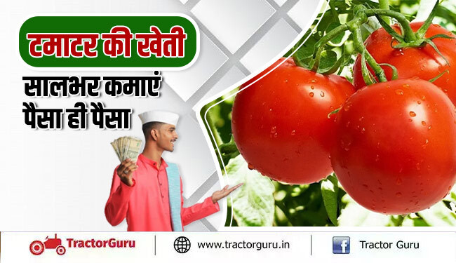 टमाटर की खेती सालभर कमाएं पैसा ही पैसा, जानें टमाटर खेती के बारे में पूरी जानकारी