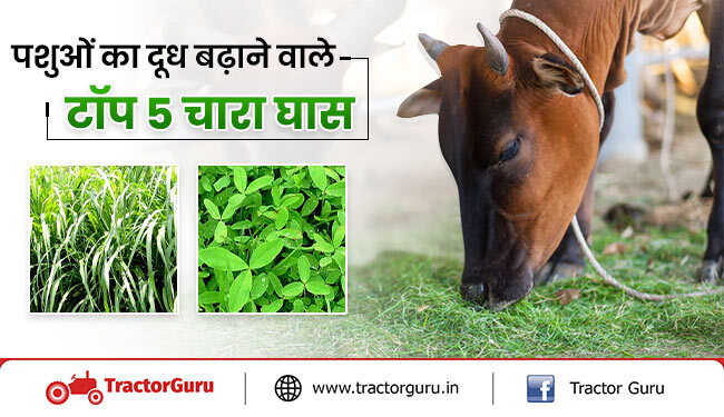 हरा चारे की खेती: गाय-भैंसों से अच्छा दूध उत्पादन के लिए करें इन 5 पौष्टिक घास की खेती