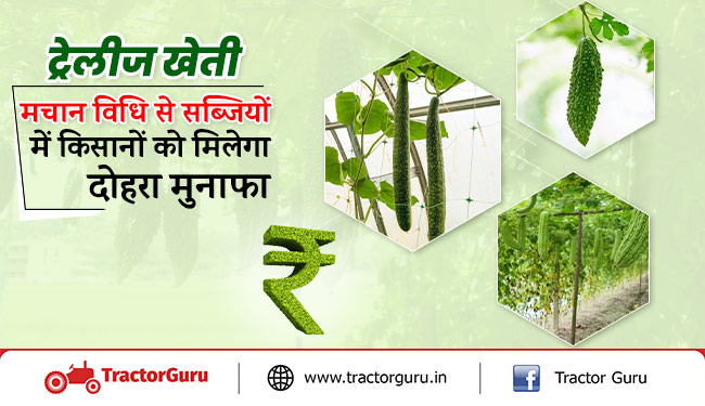ट्रेलीज खेती : मचान विधि से सब्जियों में किसानों को मिलेगा दोहरा मुनाफा, जानें पूरी विधि