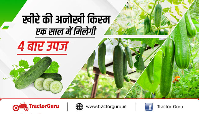 खीरे की यह अनोखी किस्म साल में देगी 4 बार उपज, हर तीसरे महीने लाखों की कमाई