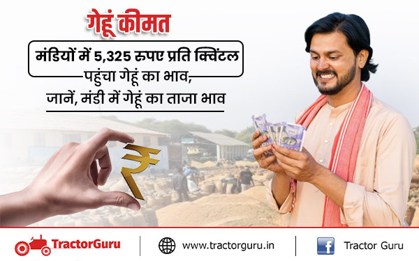 गेहूं कीमत: मंडियों में 5,325 रुपए प्रति क्विंटल पहुंचा गेहूं का भाव, जानें, मंडी में गेहूं का ताजा भाव